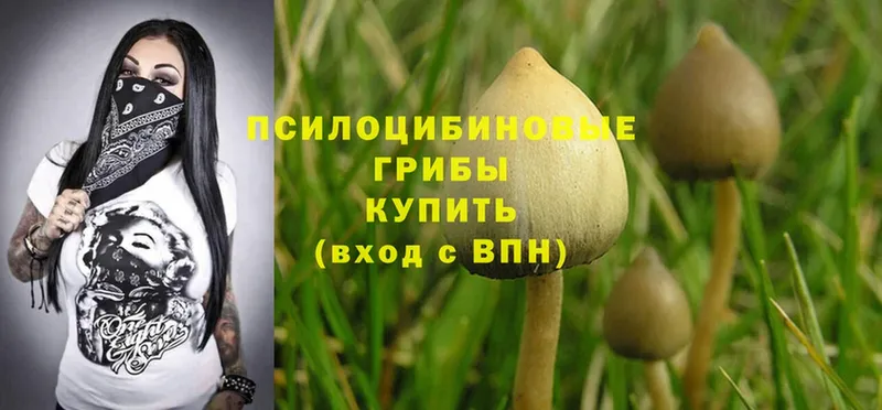 Псилоцибиновые грибы Psilocybine cubensis  мориарти состав  Волхов  закладка 